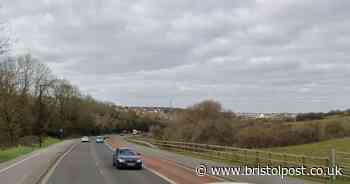 Slow down to save South Bristol's surprising new otter population, drivers told