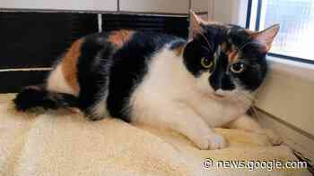 Fundkatzen warten im Tierheim Gotha auf Abholung - Thüringer Allgemeine