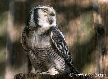 Tierparkfest in Gotha am 4. September - OscarAmFreitag - Oscar am Freitag