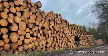 Buurt bezorgd om kap in Gruyterbos | Wingene | hln.be - Het Laatste Nieuws