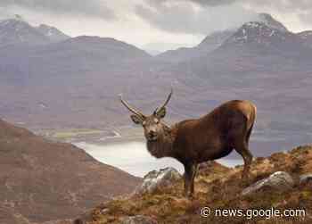 Loch Choire Estate: Red deer cull ordered by NatureScot ... - HeraldScotland