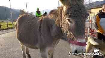 Clusone, ripresa la tradizione della benedizione degli animali - MyValley.it