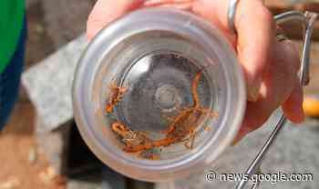 Prefeitura de Birigui promove “caça” aos escorpiões em cemitérios ... - Prefeitura de Birigui