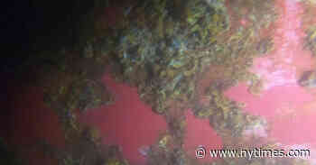 Biofoul: The Stowaway Turning Dream Cruises Into Trips to Nowhere