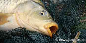 Consumption Guidelines For Rainbow Smelt And Carp To Protect ... - WGRT Local News