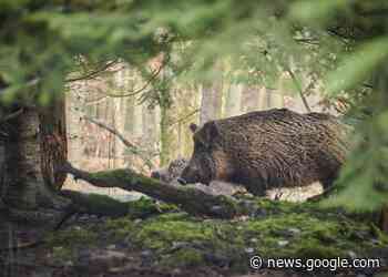 Cinghiali, Oipa commenta dati sulla strage: «La caccia è inefficace ... - Positano Notizie