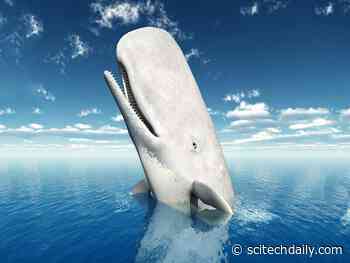 Secrets of Marine Biology: How Four Genes Turned Whales Into Giants of the Sea