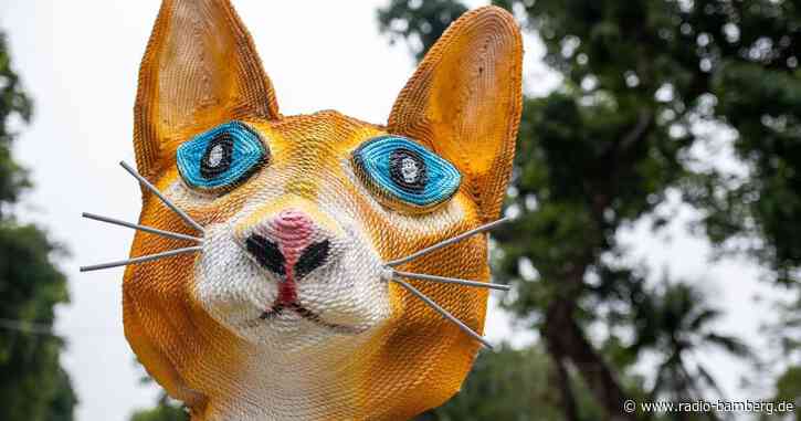 Überall Samtpfötchen: Vietnam startet ins Jahr der Katze