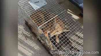 Animal trapping company sees more coyotes in urban areas of Hampton Roads