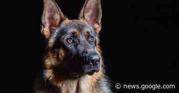 Cane spaventato per i botti di Capodanno: trovato a Legnago, a 200 ... - TG Verona