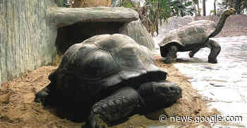 Heidelberger Urlaubsquartier: Riesenschildkröte Iulius ist der Chef ... - Rhein-Neckar Zeitung