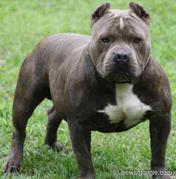 Bimbo di 4 anni di Enna aggredito al volto da un pitbull: è in ospedale - Nuovo Sud