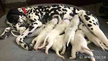 Puppies, puppies and more puppies: Quebec dog surprises owners with birth of 16 healthy pups