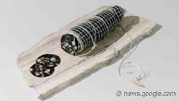 Nelson institute joins with US company to develop proteins from ... - Stuff