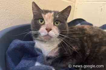 Human Interest, News | Dumpling and Taz are Pets of the Week - AngusWorld