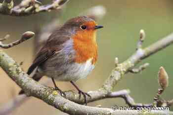 Human Interest, News | Annual survey to gauge the health of bird ... - AngusWorld
