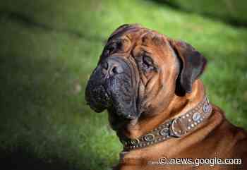 Ein Weihnachtswunder für den kranken Sultan aus Schmalkalden - Rhönkanal