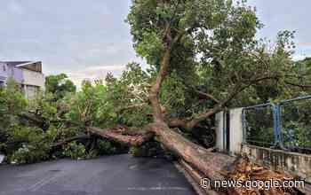 Tempestade derruba 75 árvores e causa outros estragos em Bauru - Tem mais