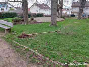 Vandalismus im Menzerpark – Junge Kugel-Robinie mit Gewalt ... - Internet-Zeitung Leimen Nussloch Sandhausen