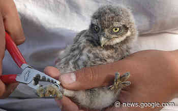 Gemeinsam für den Steinkauz – Artenschutzprojekt von Zoo und ... - Internet-Zeitung Leimen Nussloch Sandhausen