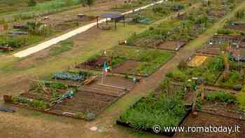 Una foresta di ulivi per "mangiare" la Co2: il progetto di adozione punta a 100 nuovi alberi