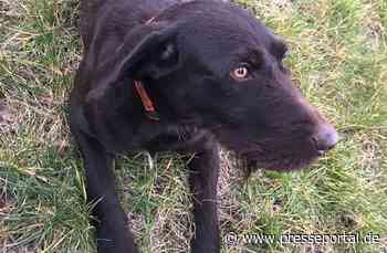 LPI-SHL: Hund weg - Zeugen gesucht (mit Bild)