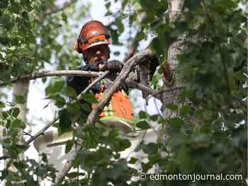 Growing Things: When to lop when a poplar top needs it