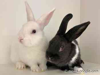 'Pet regret' of pandemic rabbits leading to overpopulation - Gananoque Reporter