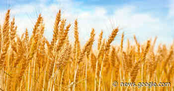 ADM: 3 Agriculture Stocks to Help Feed Your Portfolio - StockNews.com