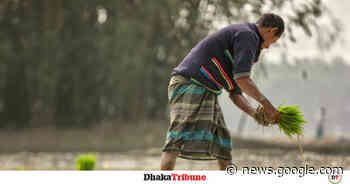 Razzaque: Agriculture in Bangladesh now getting more advanced - Dhaka Tribune