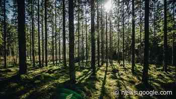 Agriculture ministers downplay Coillte tie up with British investment ... - Farming Independent