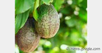 Agriculture Minister blacklists avocado buyer over harvesting unripe ... - FreshPlaza.com