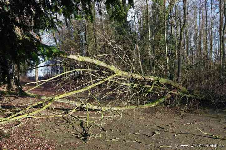 Spenge: Bäume am Hücker Moor umgekippt - Gefahr für Spaziergänger?