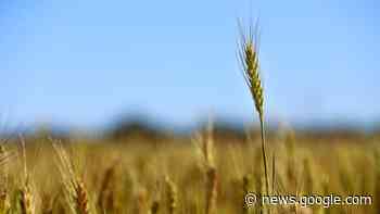 A ‘very good year’ for Geraldton harvest according to latest GIWA ... - The West Australian