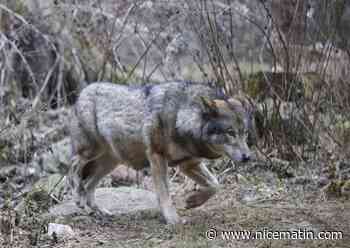 Nouvelle attaque de loup ce vendredi dans le Var
