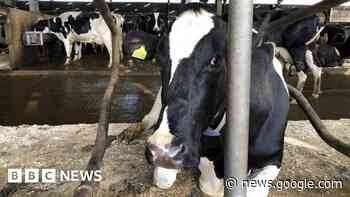 Northern Ireland agriculture: Turning tonnes of dung from waste to ... - BBC