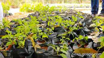 Viveiro de Mudas do Crato distribuiu mais de 22 mil mudas em 2022 - badalo.com.br