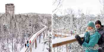 This Quebec Treetop Trail Tower With Panoramic Views Is One Of ... - MTL Blog