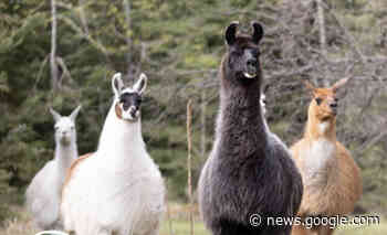 Llama Sanctuary has to move from its temporary Vernon location ... - Castanet.net