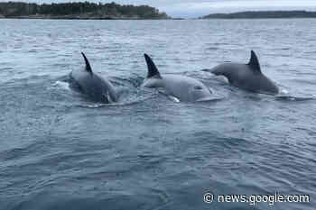 VIDEO: Young orcas caught showboating off Greater Victoria ... - Vernon Morning Star