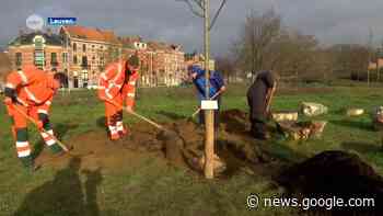 Stad Leuven plant 55 bomen op de Philipssite - ROB-tv