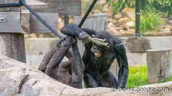 Affen-Teenager wirft mit Steinen um sich – Mama greift durch - landtiere.de