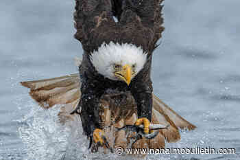 B.C. photographer’s bald eagle photo Canada’s choice for international contest