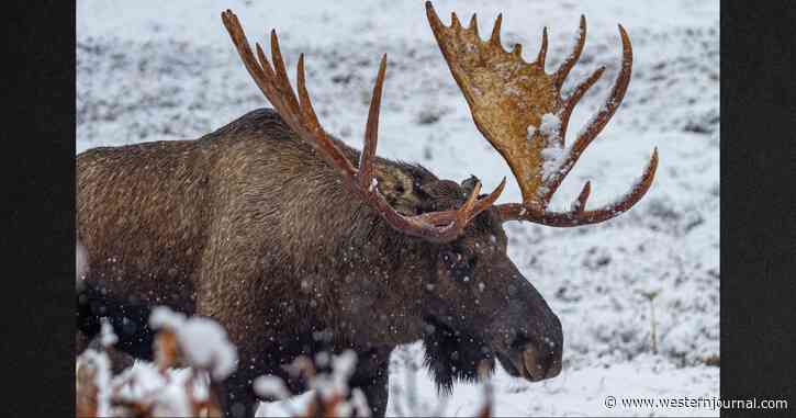 Alaska Man Sees Struggling Moose in Water, Immediately Jumps Into Action and Pulls It from Lake