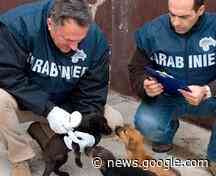 I Nas al gattile di Cecina «Ci sono carenze igieniche» - Il Tirreno