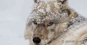 ‘Active and cheerful’: Montreal’s Ecomuseum Zoo mourns loss of Palla the wolf