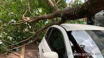 Árvore cai em cima de carro no Centro de Cascavel - Catve