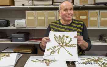 Karst Meijer van Herbarium Frisicum in Wolvega: 'licht is mijn ... - Stellingwerf