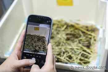 Hong Kong pet rabbits enjoy bunny resort while owners away - Virden Empire Advance