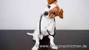 Innocan Pharma: CBD-Medizin für Tiere: Dr. Benitz und Innocan Pharma kooperieren bei der Kommerzialisierung